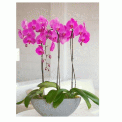 Plantas orquideas con macetero