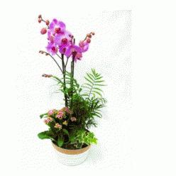 Planta orquídea con plantas de temporada