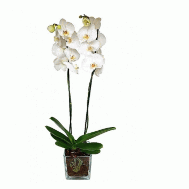 Planta orquídea con macetero de cristal