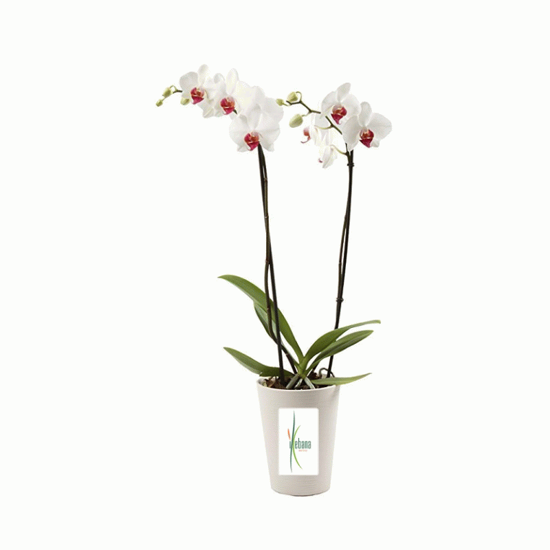 Planta orquídea con macetero