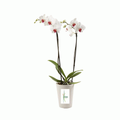 Planta orquídea con macetero y peluche