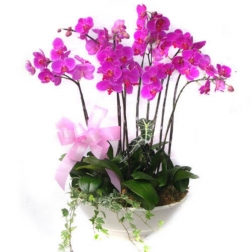 Plantas de orquídeas  